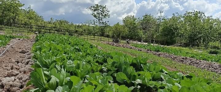 Potensi Bidang Pertanian