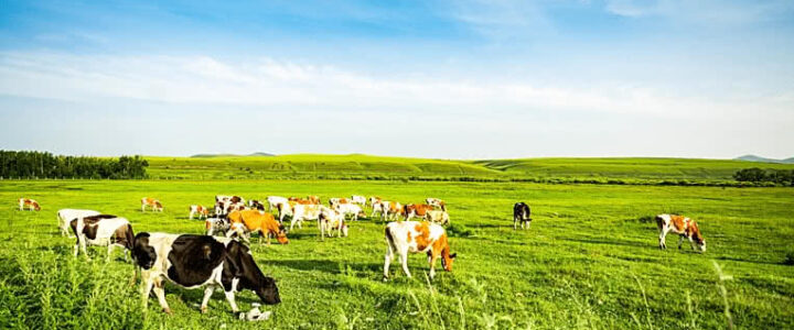 Potensi Bidang Peternakan